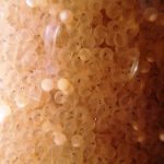 Walleye Eggs in an Incubation Jar