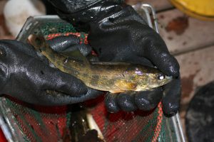 Walleye at Harvest Time