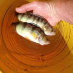 A Yellow Perch During a Second Season of Growth